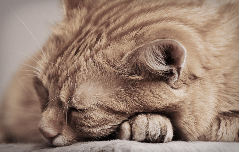 在呼呼大睡的猫咪特写摄影高清图片