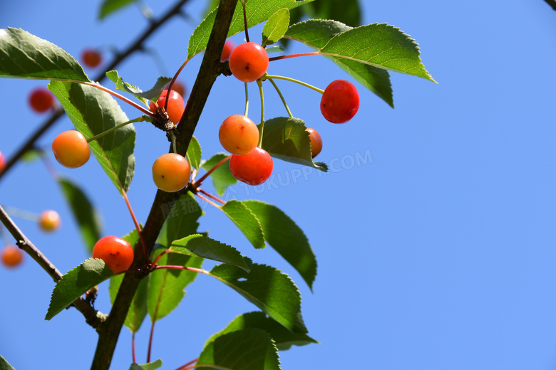 樱桃树上成熟果实特写摄影高清图片