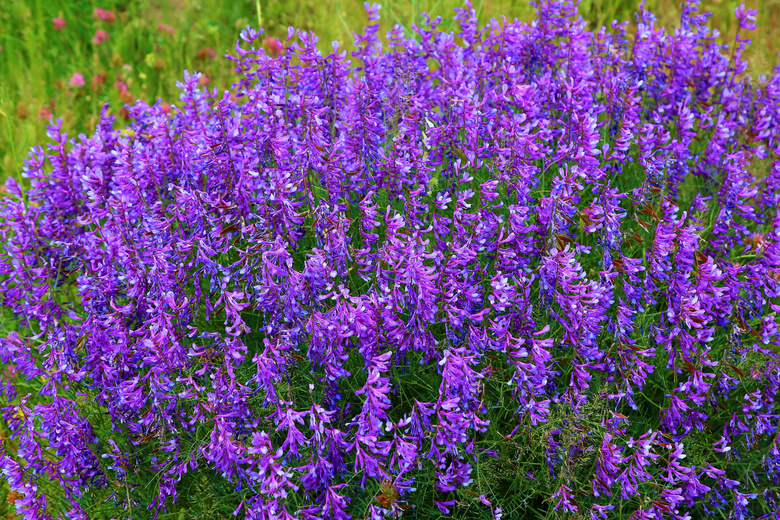 开出紫色花的花草植物摄影高清图片