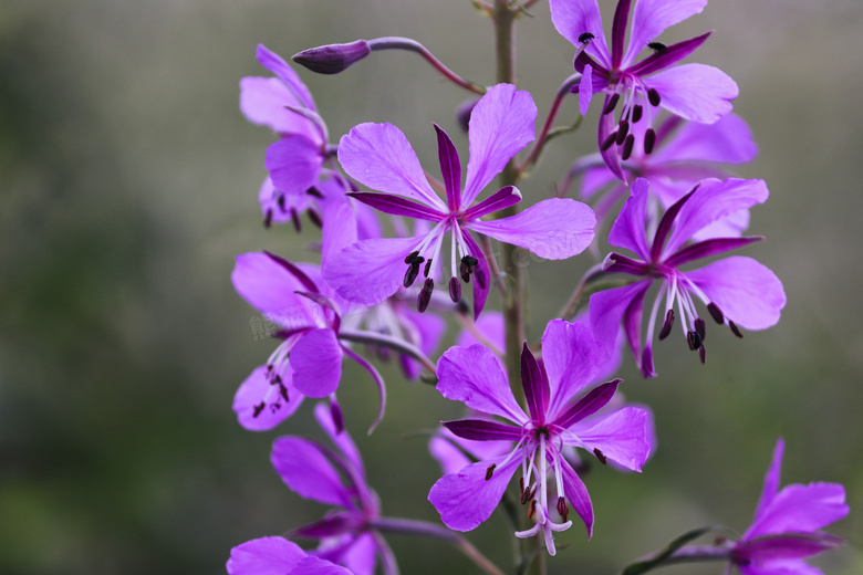 盛开着的紫色小花特写摄影高清图片