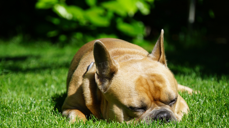 草地上埋头睡的斗牛犬高清摄影图片