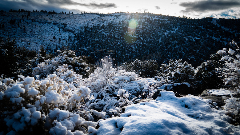 雪后山坡树上的积雪摄影图片