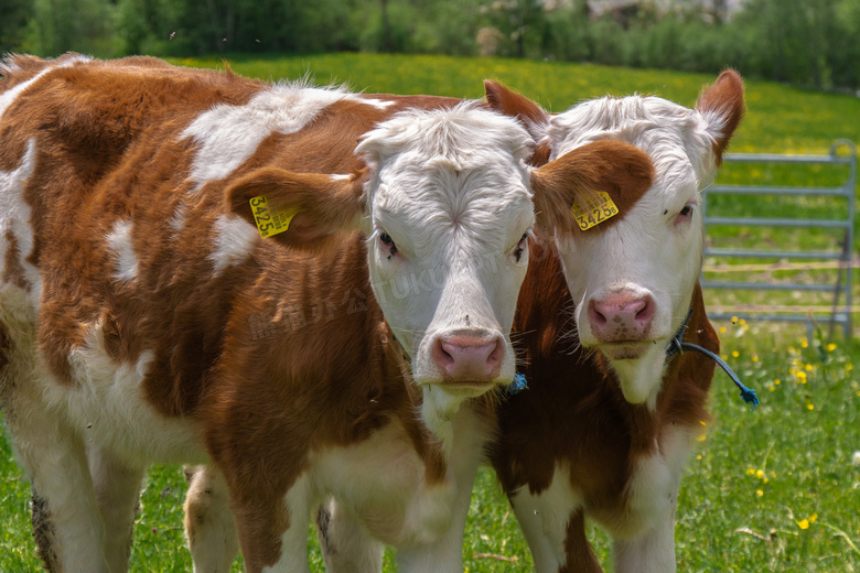 牧场紧挨着一起的奶牛摄影高清图片