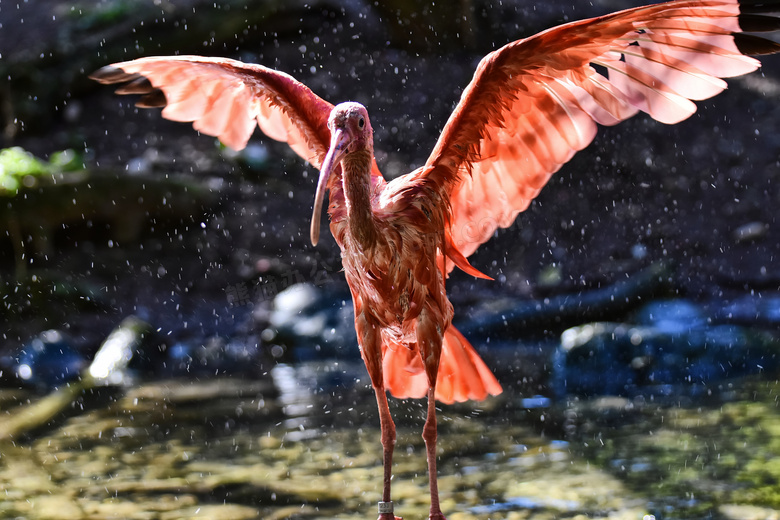 一只展开翅膀的火烈鸟摄影高清图片