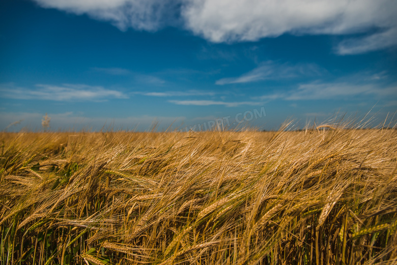 蓝天白云与快要成熟的小麦高清图片
