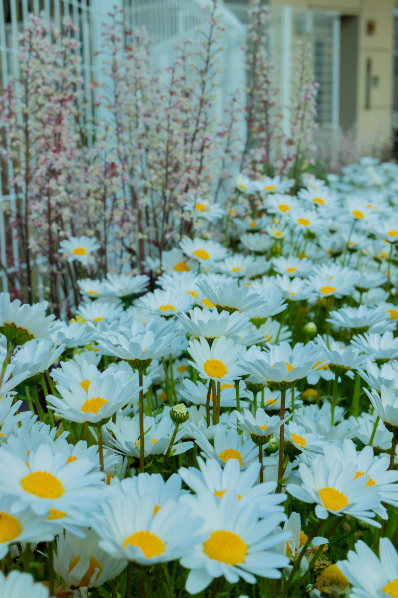 白色菊花花卉植物风景摄影高清图片