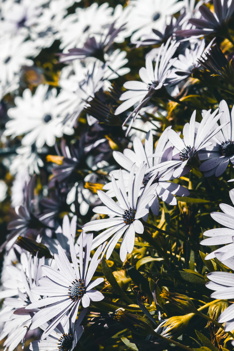 灰白色的菊花植物特写摄影高清图片