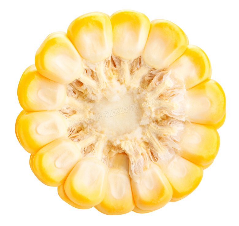 玉米横切结构图片图片