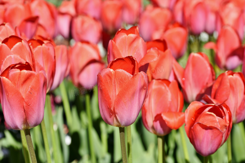 鲜艳红色的郁金香花卉植物摄影图片