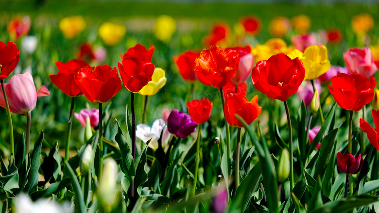 红红绿绿的郁金香花丛摄影高清图片