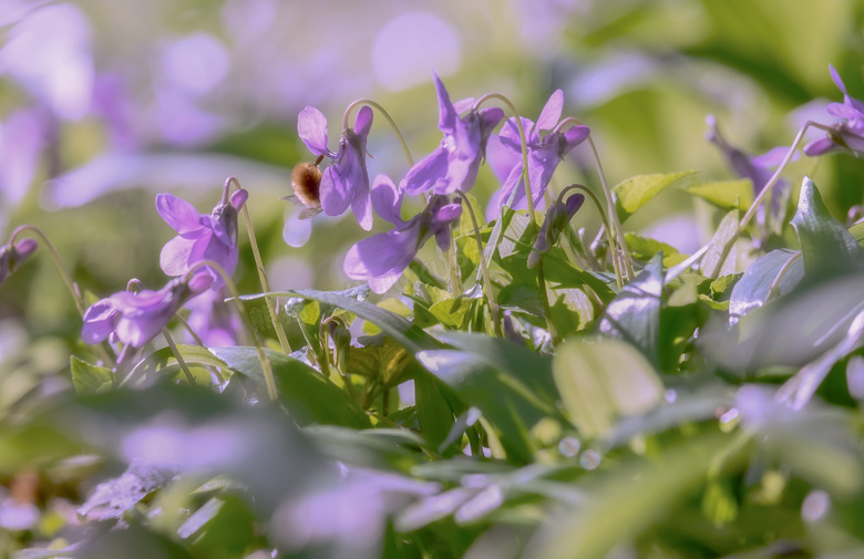 花草中的紫色小花特写摄影高清图片