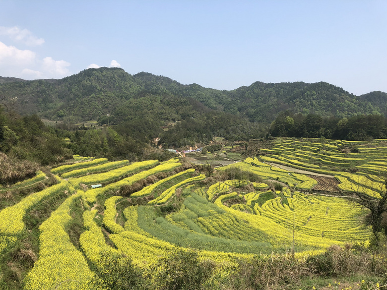 蓝天下山间油菜花地摄影图片