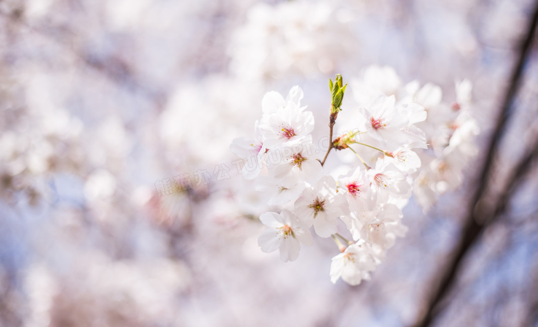 春季盛开的樱花近景摄影图片
