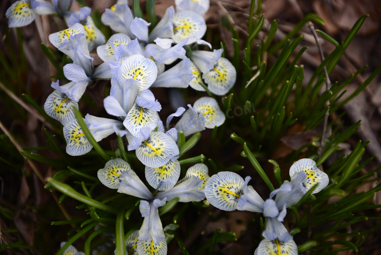 绿叶白花花卉植物特写摄影高清图片