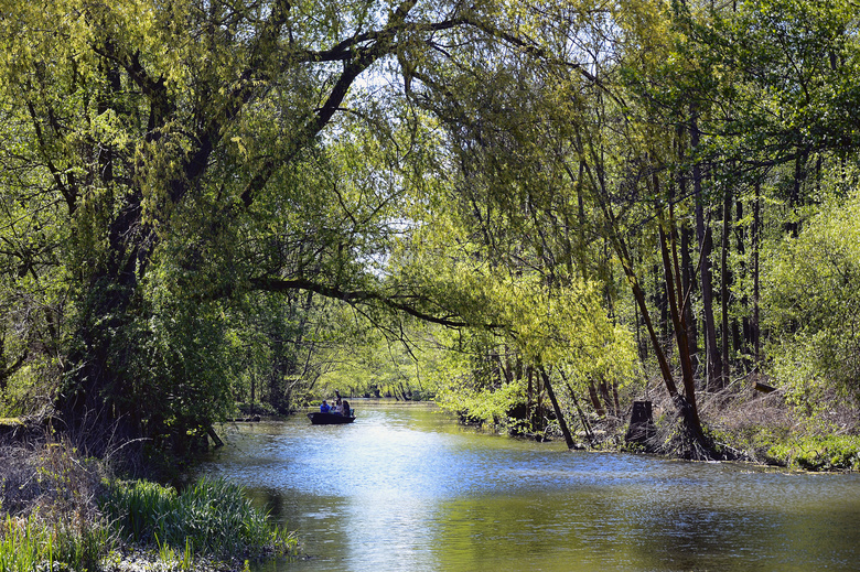河两岸枝繁叶茂的树林摄影高清图片
