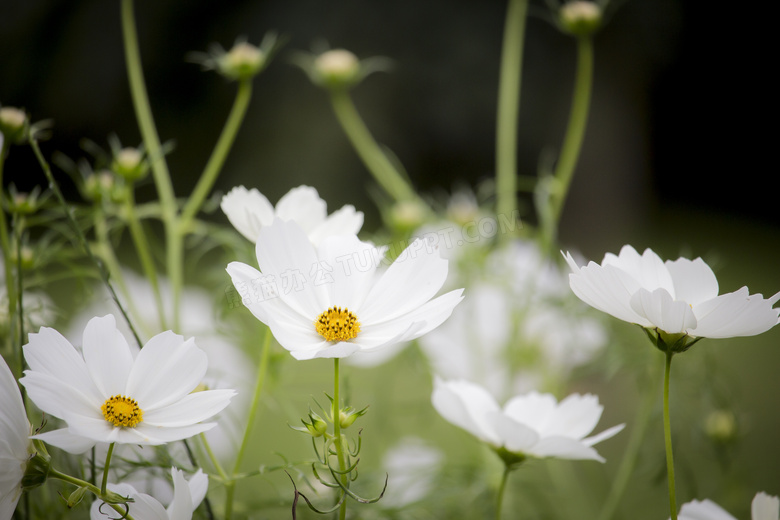 开出白色花朵的波斯菊摄影高清图片