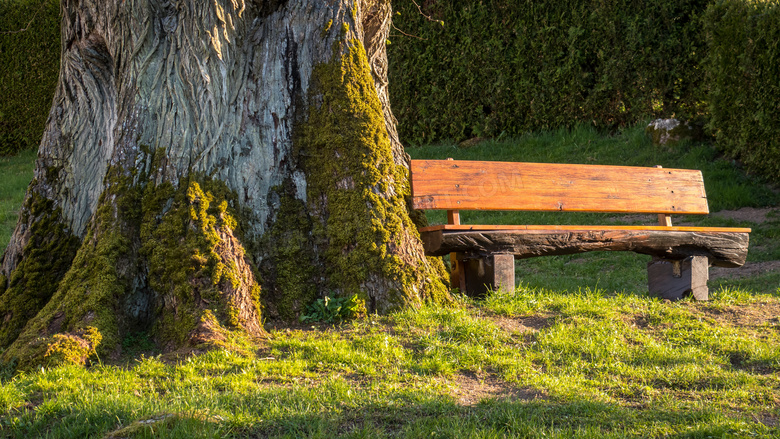 大树下的简陋木质长椅摄影高清图片