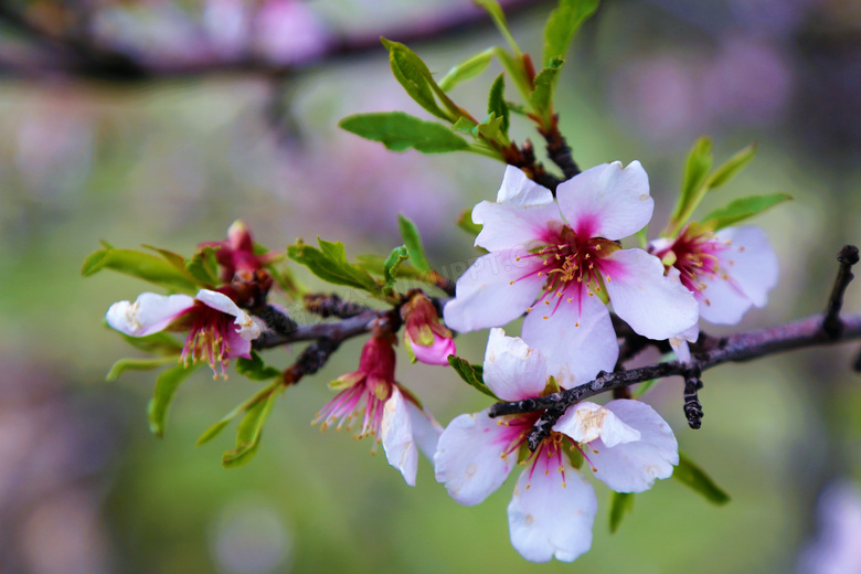 在苹果树上盛开的鲜艳花朵高清图片