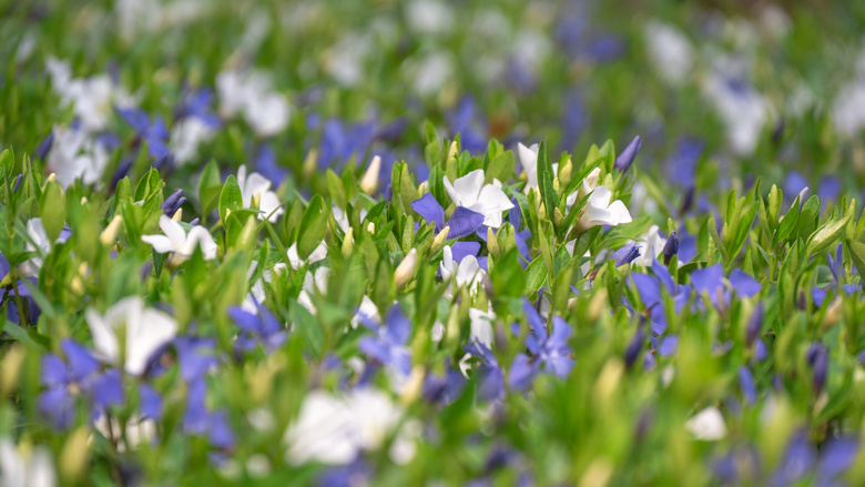 花田里生长的多种花卉植物高清图片