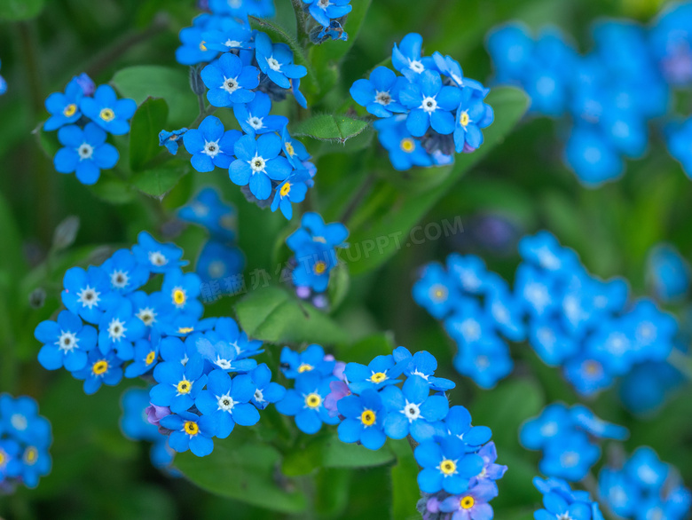 绿叶与蓝色的花朵特写摄影高清图片