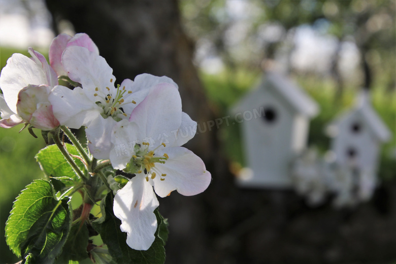 大树枝杈上的白色花朵摄影高清图片