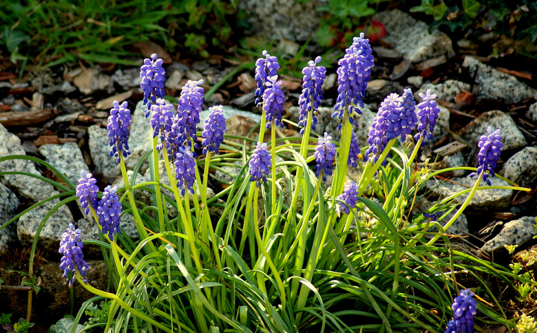紫色的风信子花卉植物摄影高清图片