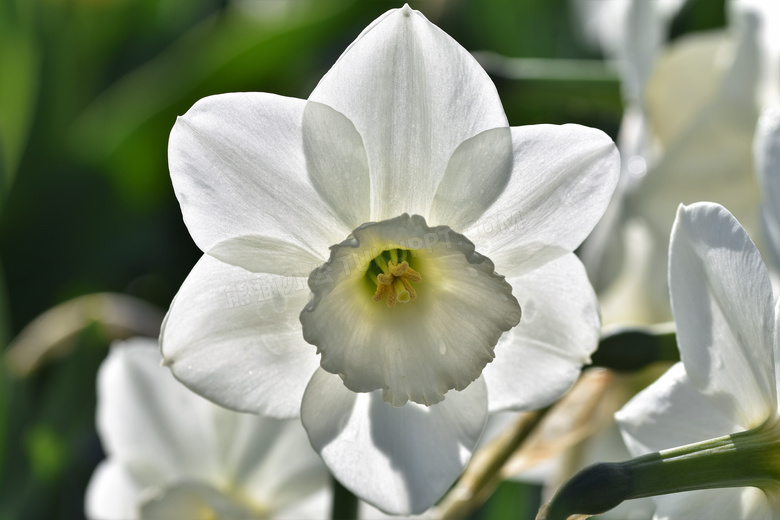 开出白色花的花卉植物特写摄影图片