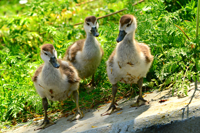 青草丛边的三只小鸭子摄影高清图片