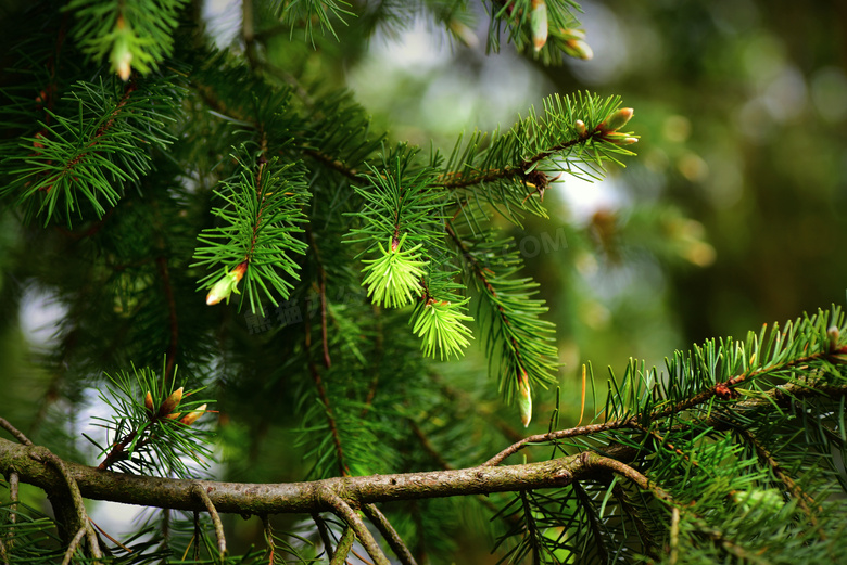 四季常青的松树枝特写摄影高清图片