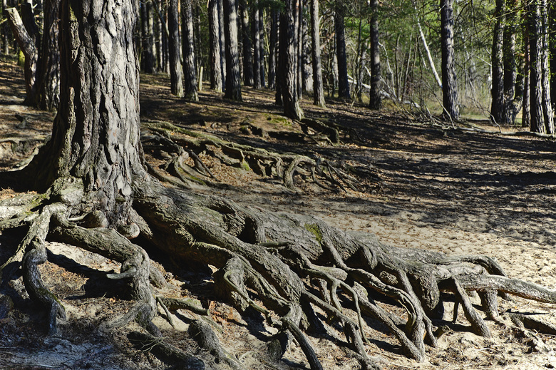 树林中树根裸露着的树摄影高清图片