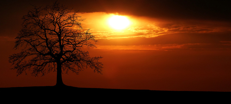 黄昏时大树剪影与夕阳摄影高清图片
