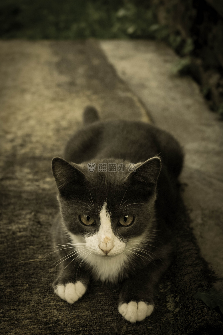 动物 猫 可爱的