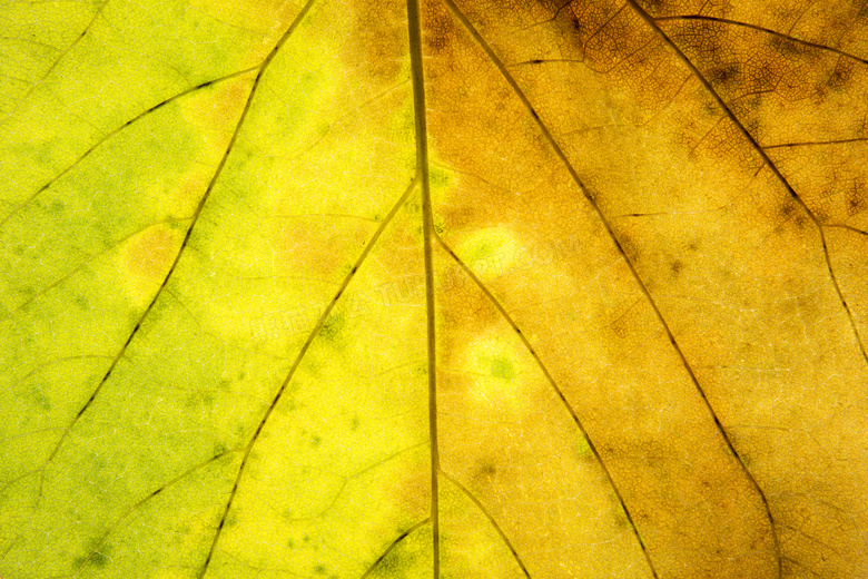 透光效果树叶叶脉微距摄影高清图片