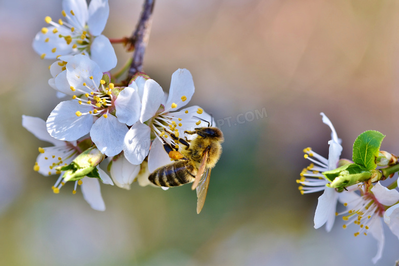 把引来蜜蜂采蜜的樱花摄影高清图片