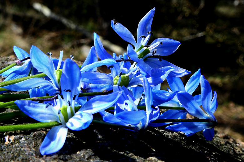 摆在木头上的蓝色花朵摄影高清图片