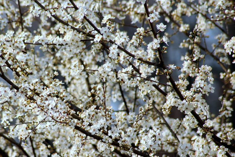 春天里纷纷绽放的樱花摄影高清图片