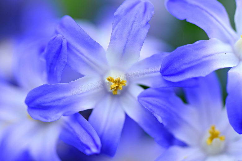 花期绽放的蓝色花特写摄影高清图片