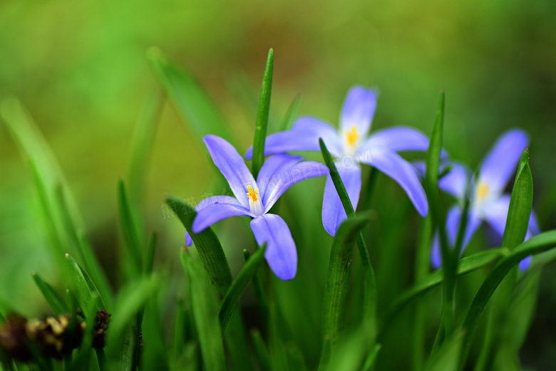 开出淡紫色花朵的植物摄影高清图片
