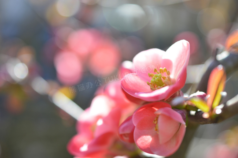 树枝上的粉色小花特写摄影高清图片