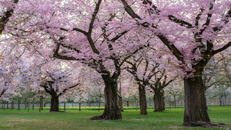 粉红色鲜花盛开的大树摄影高清图片