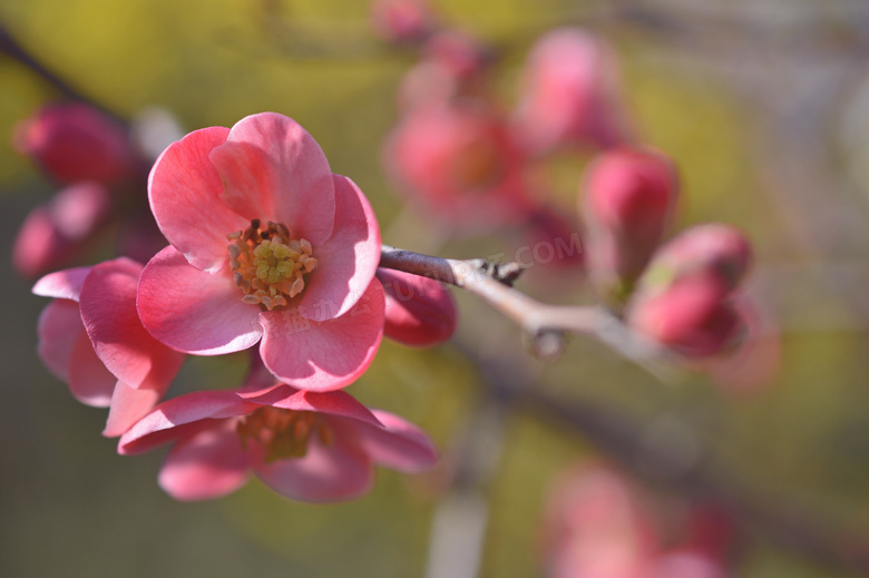 树枝上盛开的红色花朵摄影高清图片
