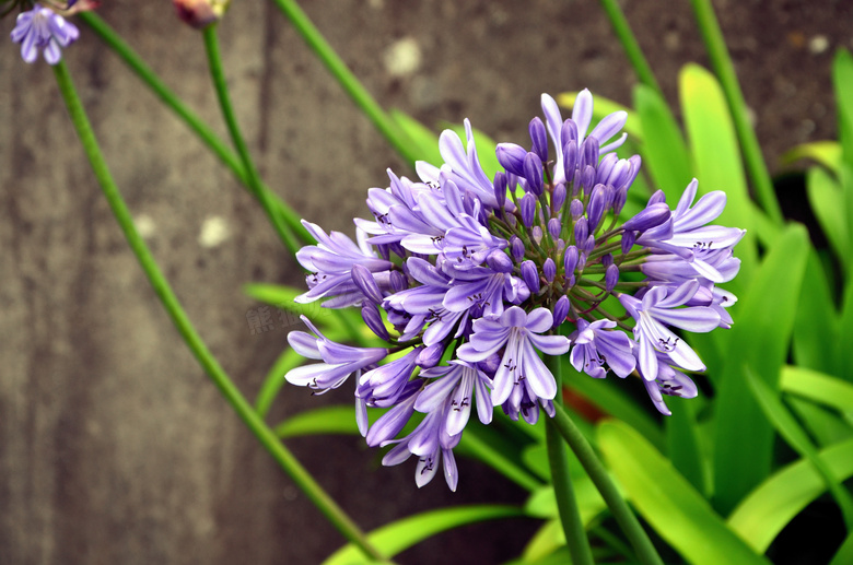 在墙边的紫色花卉植物摄影高清图片