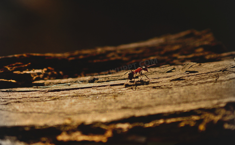 形单影只的红蚂蚁特写摄影高清图片
