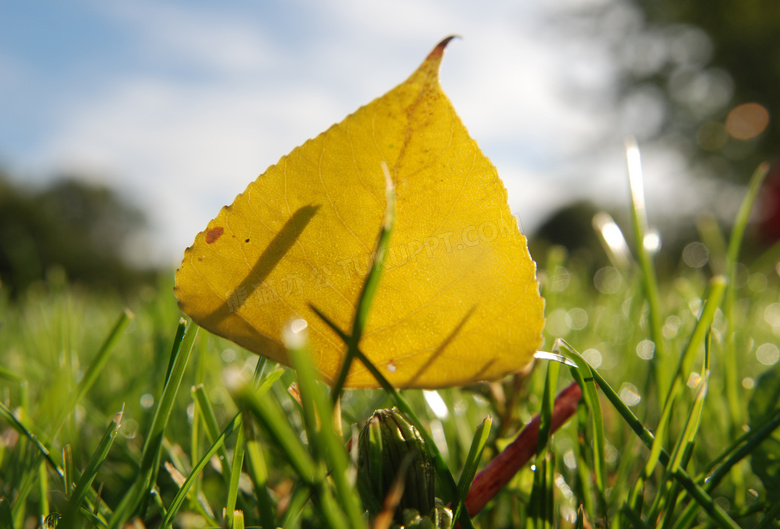 落在草丛中的泛黄叶子摄影高清图片