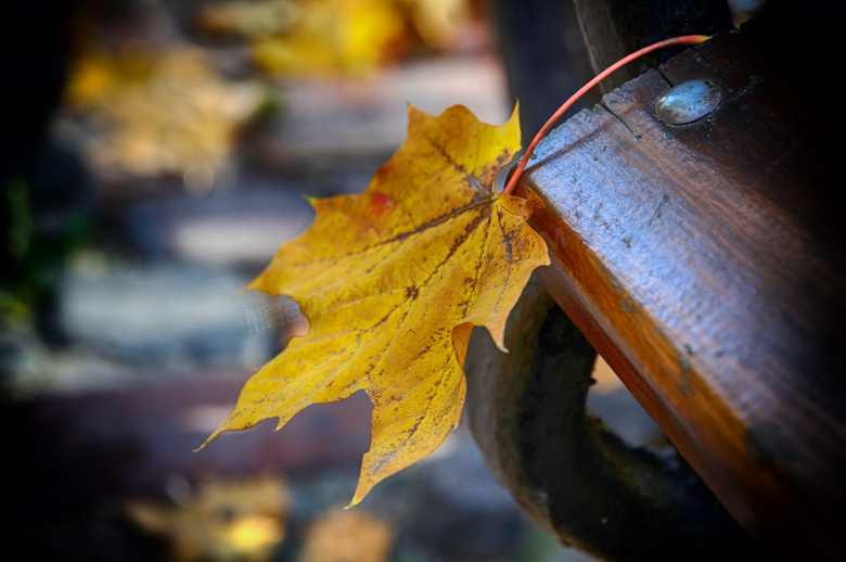 树叶掉落地上瞬间特写摄影高清图片