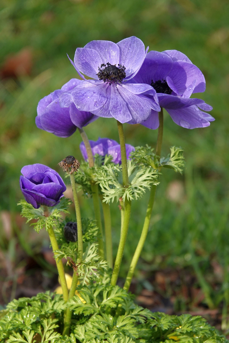 花瓣上带水珠的紫色花摄影高清图片