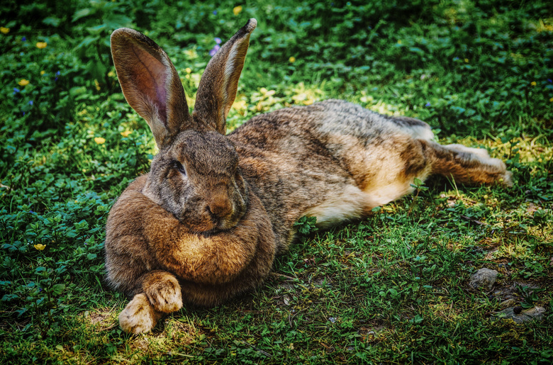 摆好了姿势趴着的兔子摄影高清图片