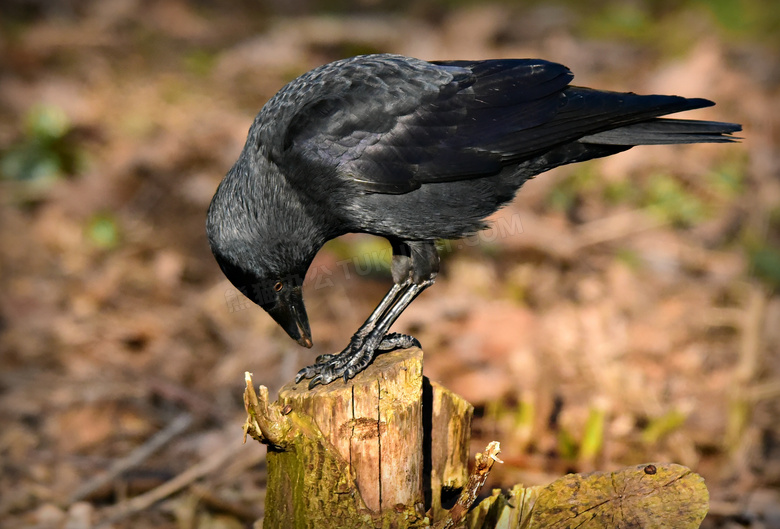 树墩上的黑色乌鸦特写摄影高清图片