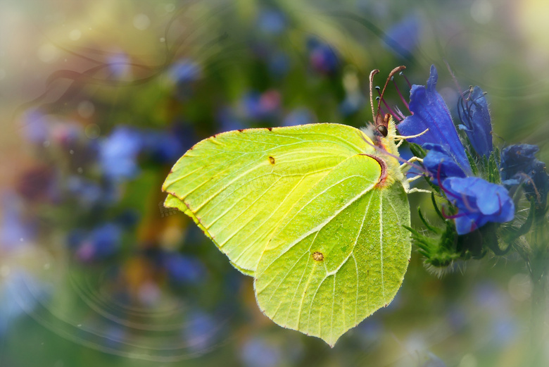 蓝色花朵上的绿色蝴蝶摄影高清图片