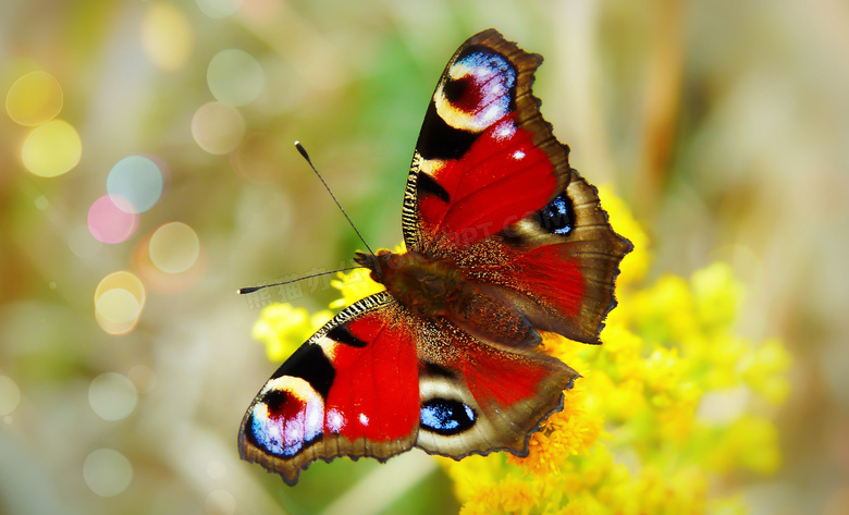 梦幻光斑衬托下的蝴蝶 摄影高清图片